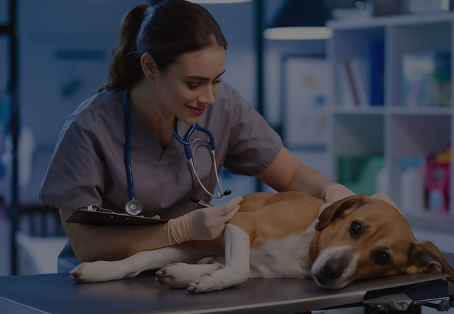 Pet and vet business categories show the best veterinary and pet care services near you.